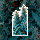  Auto  Amnesia 